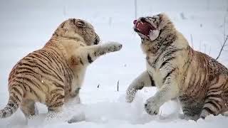 Hot  5 CRAZIEST Animal Fights Caught On Camera & Spotted In Real Life!