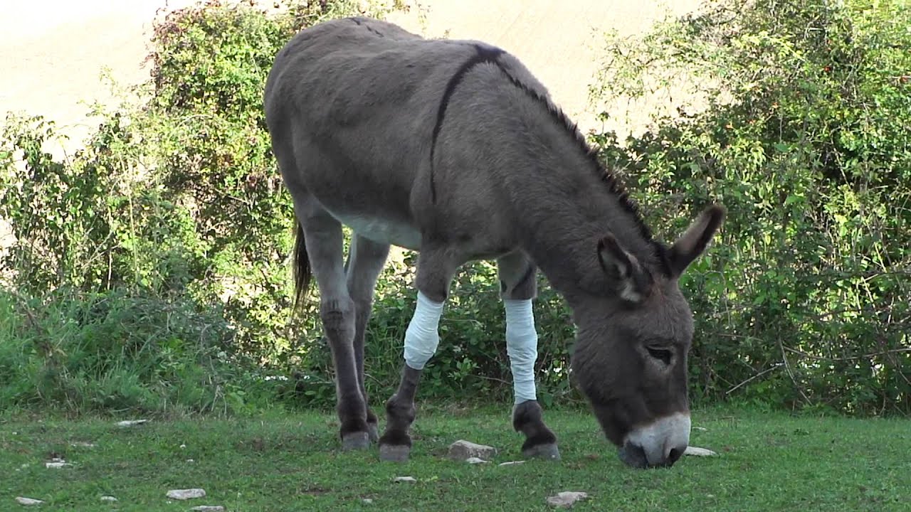 05 septembre11 on termine par un peu d'herbe