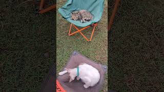 Kucing Pintar Berjemur Pagi Hari 25 juni 2026
