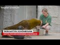 Doppelter Mähnenrobben-Nachwuchs im Tiergarten Schönbrunn | krone.tv NEWS