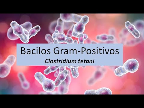 Microbiologia Médica: Clostridium tetani - Bacilos Gram Positivos