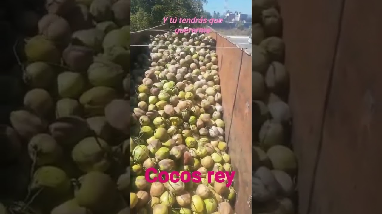cocos rey en tecoman colima - YouTube