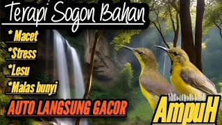 Download Lagu AMPUH TERAPI SOGON MACET BUNYI AUTO LANGSUNG GACOR📍BUKTIKAN SEKARANG.#terapisogon #sogon MP3 Download Lagu AMPUH TERAPI SOGON MACET BUNYI AUTO LANGSUNG GACOR📍BUKTIKAN SEKARANG.#terapisogon #sogon MP3
