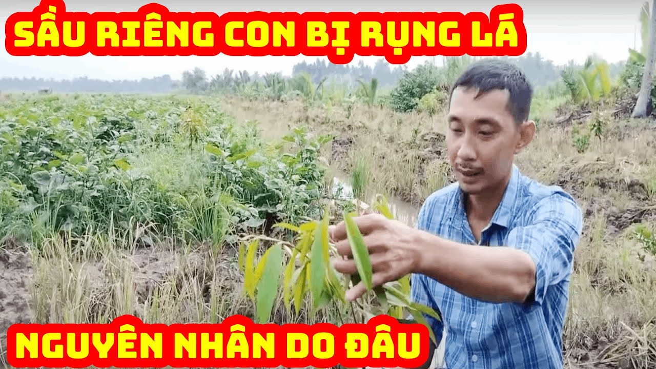 Tiết lộ lý do cây sầu riêng con bị rụng lá | SIÊU THỊ CÂY GIỐNG WELOFARM