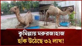 বালির সাগর পেড়িয়ে কুমিল্লায় পৌঁছেছে মরুভূমির জাহাজখ্যাত উট | Mytv