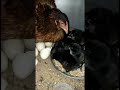 ☀️ shocking 😱 morning suprise 🥰 | love birds 🐦| kozhi kunji 🐣 | fish kutti | #youtubeshorts #pets