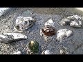 Нашёл Изумруд! С Золотым Самородком Внутри!