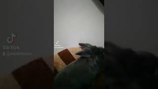 Спалить Названиє