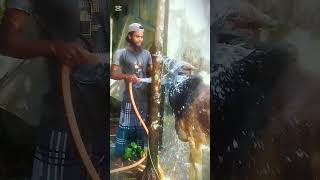 আমার একটা কিডনি বেচে দেবো 🫀 তবুও গরুর খামার করবো.!?🐄 ইনশাআল্লাহ্#goru #khamar #farming