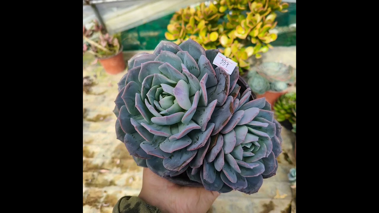 lush succulent 