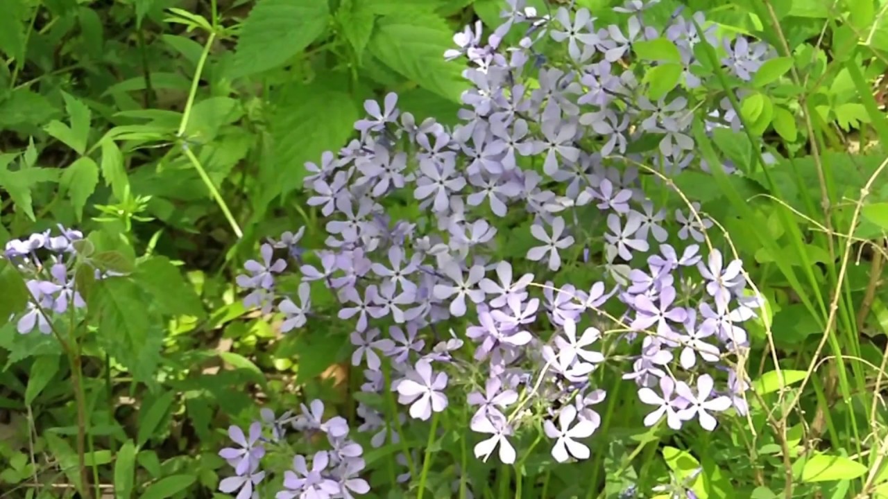 Spring in Iowa: Brown's Woods