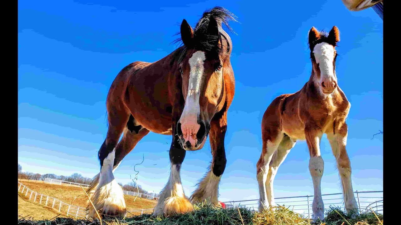 Missouri Clydesdales Warm Springs Ranch Baby Foals 1