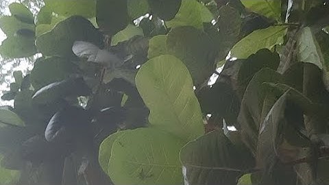 Dr destratamento de cães