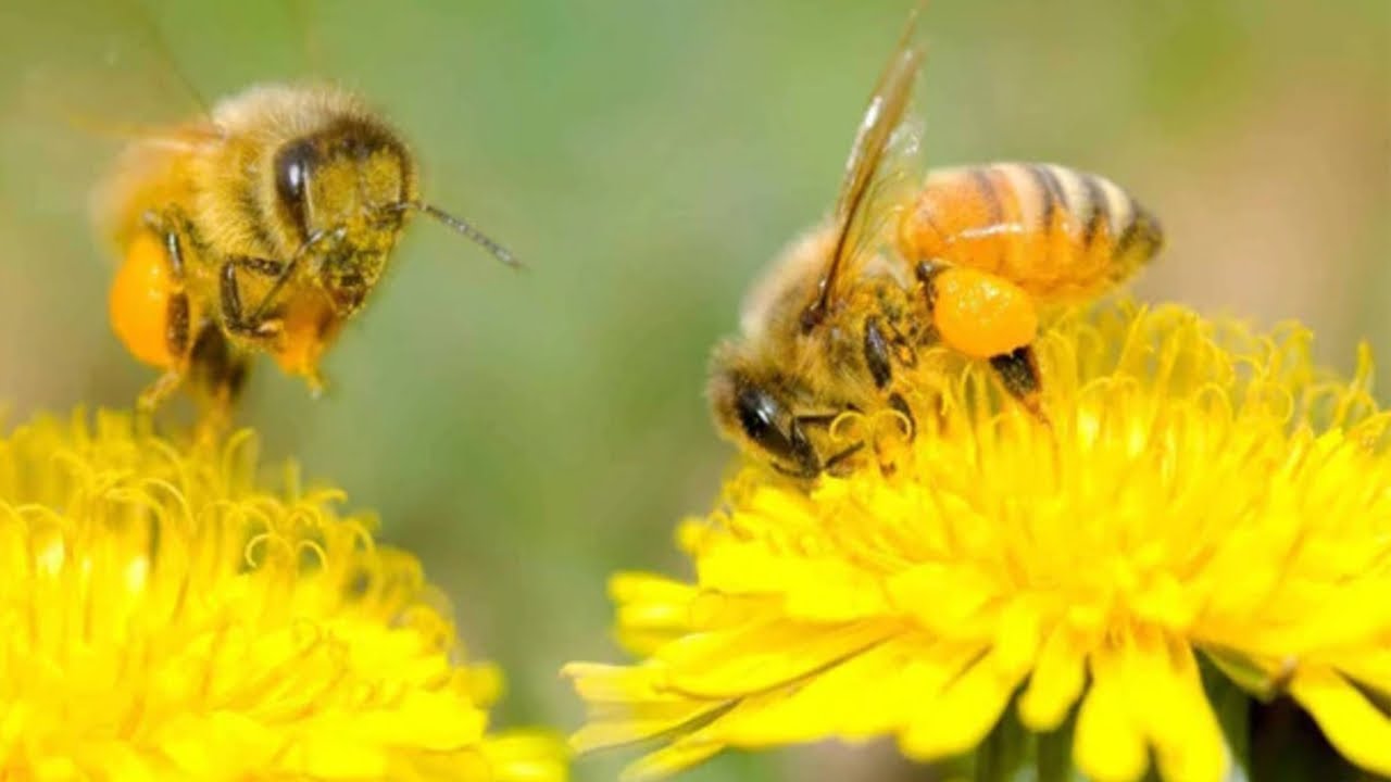 Bee Conservation Bee Innovation 