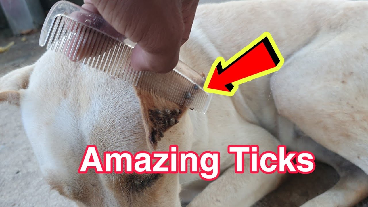 remove ticks dogs ears diychorvyfarm YouTube