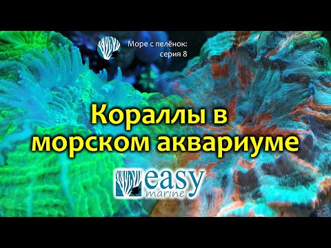 Видео: Полезны ли кораллиновые водоросли?