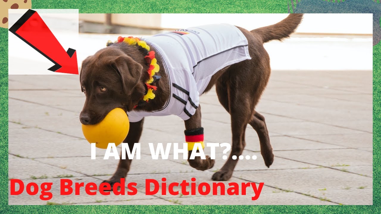 Labrador Retriever Dog Facts 7 Amazing Dog Breeds Facts Ep1 Shorts