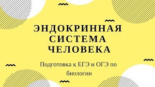 Эндокринная система человека. Гормоны. Подготовка к ОГЭ, ЕГЭ биология. Эндокринная система человека. Гормоны. Подготовка к ОГЭ, ЕГЭ биология.