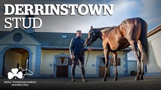 Irish Stallion Showcase 2021 - Derrinstown Stud