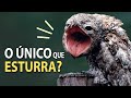 URUTAU-GIGANTE ave enigmática que VOCALIZA COMO UM RUGIDO!