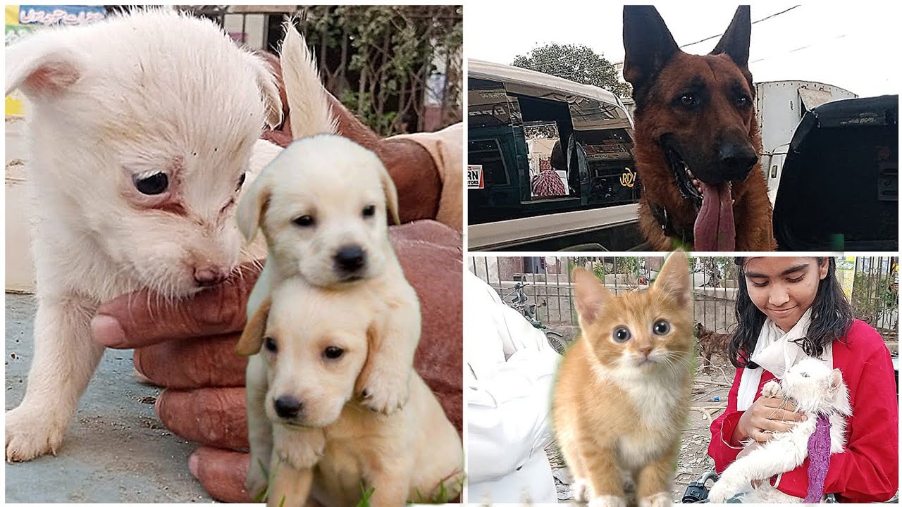 Pets Market Karachi Saddar Empress Market Cheapest Dog & cat Market Hamza k frmaish puri