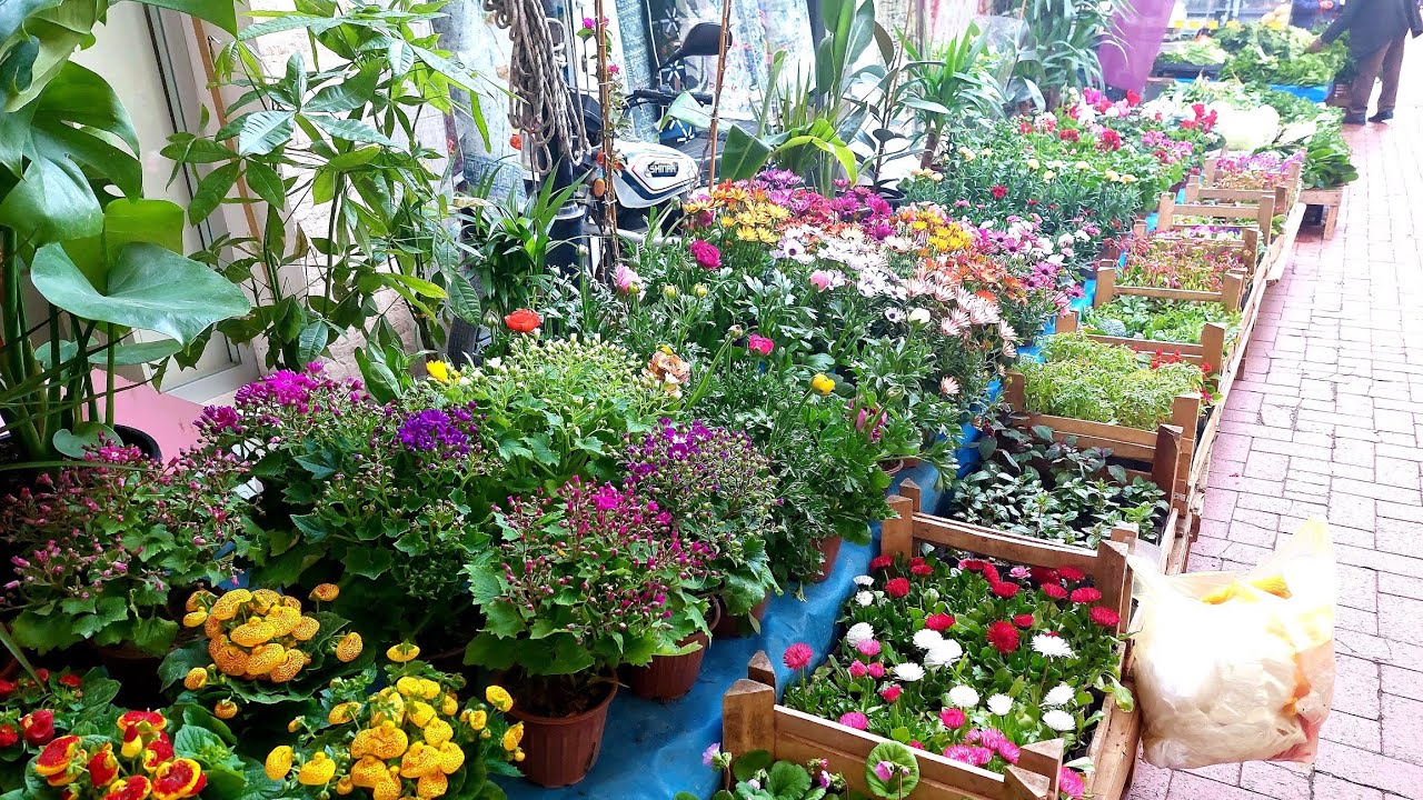 Pazar Tezgahında Muhteşem Çiçekler, Aldıklarım