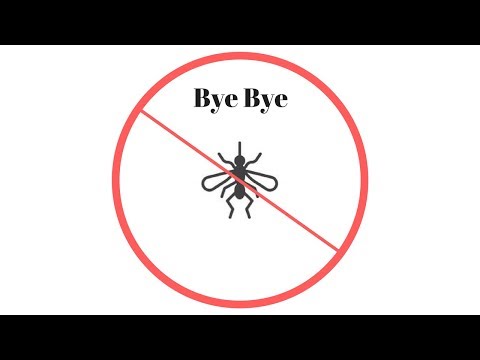 TCG | Get Rid of Fungus Gnats for Good | (100% Working)!