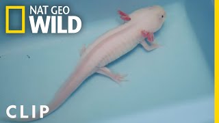 Monty the Axolotl Gets a Helping Hand | Critter Fixers: Country Vets