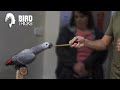 Why African Grey Parrots Are PHOBIC Pets | THE NOUN EXPERIENCE