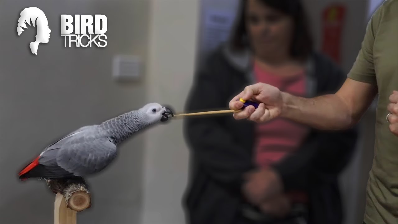 Why African Grey Parrots Are PHOBIC Pets | THE NOUN EXPERIENCE