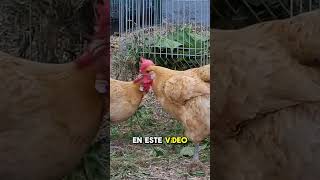 Usos de la CAL VIVA en granjas AVÍCOLAS
