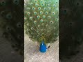 Male Peacock Spreading Feathers Shorts