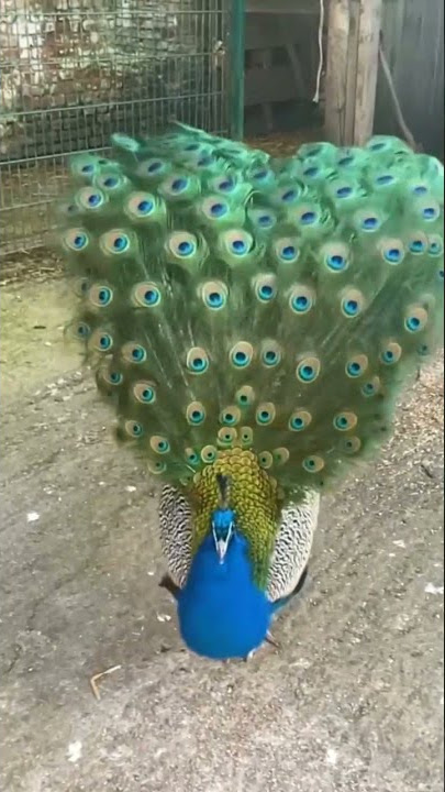 Male Peacock Spreading Feathers  #shorts
