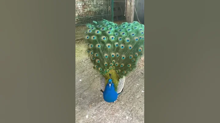 Male Peacock Spreading Feathers  #shorts