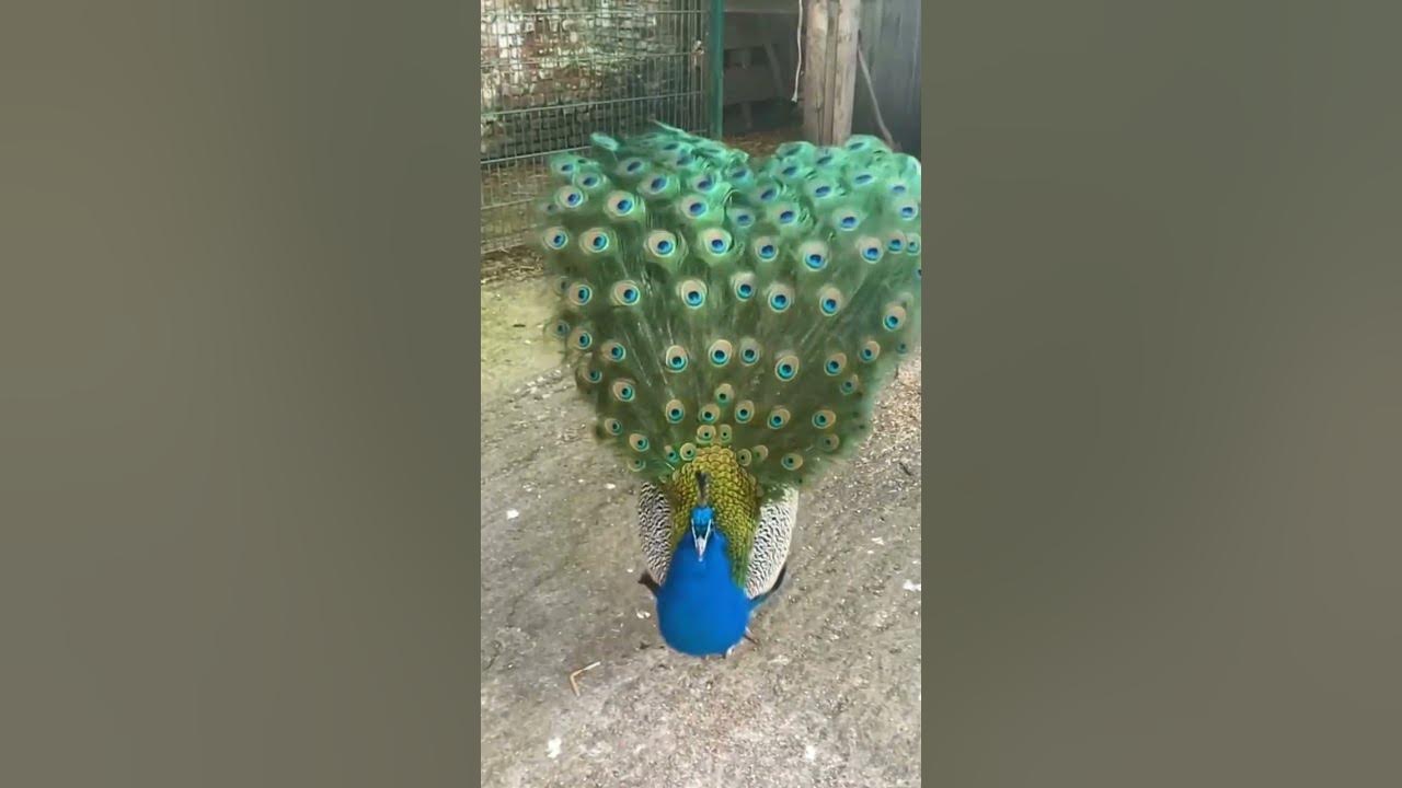Male Peacock Spreading Feathers #shorts Male Peacock Spreading Feathers #shorts