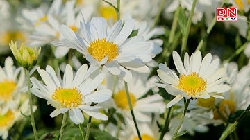 Rực rỡ mùa hoa cúc họa mi tại Ninh Bình