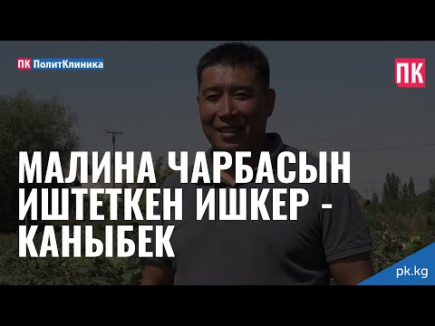 Video: Малинанын сабагынын чукугу