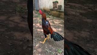 Pollo de 7 meses de vida 🙏💯🍀🇲🇽 #gallos #rooster #granja #aves