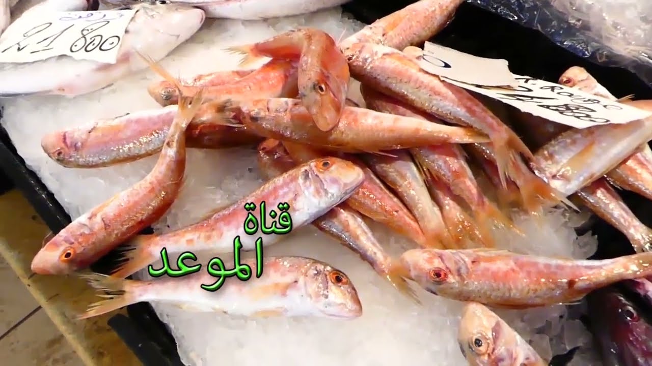 جولة في سوق الأسماك بنزرت وهاذي فكرة على أسعار الأسماك ، عندنا جميع أنواع الأسماك وكل شئ فرشك
