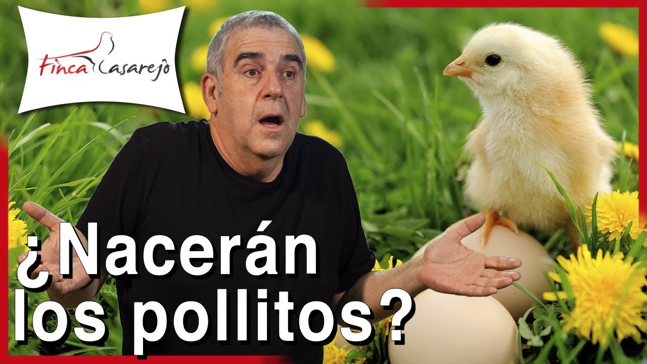 Qué hacer si los POLLITOS 🐣 de tu gallina clueca NO NACEN a los 21 días