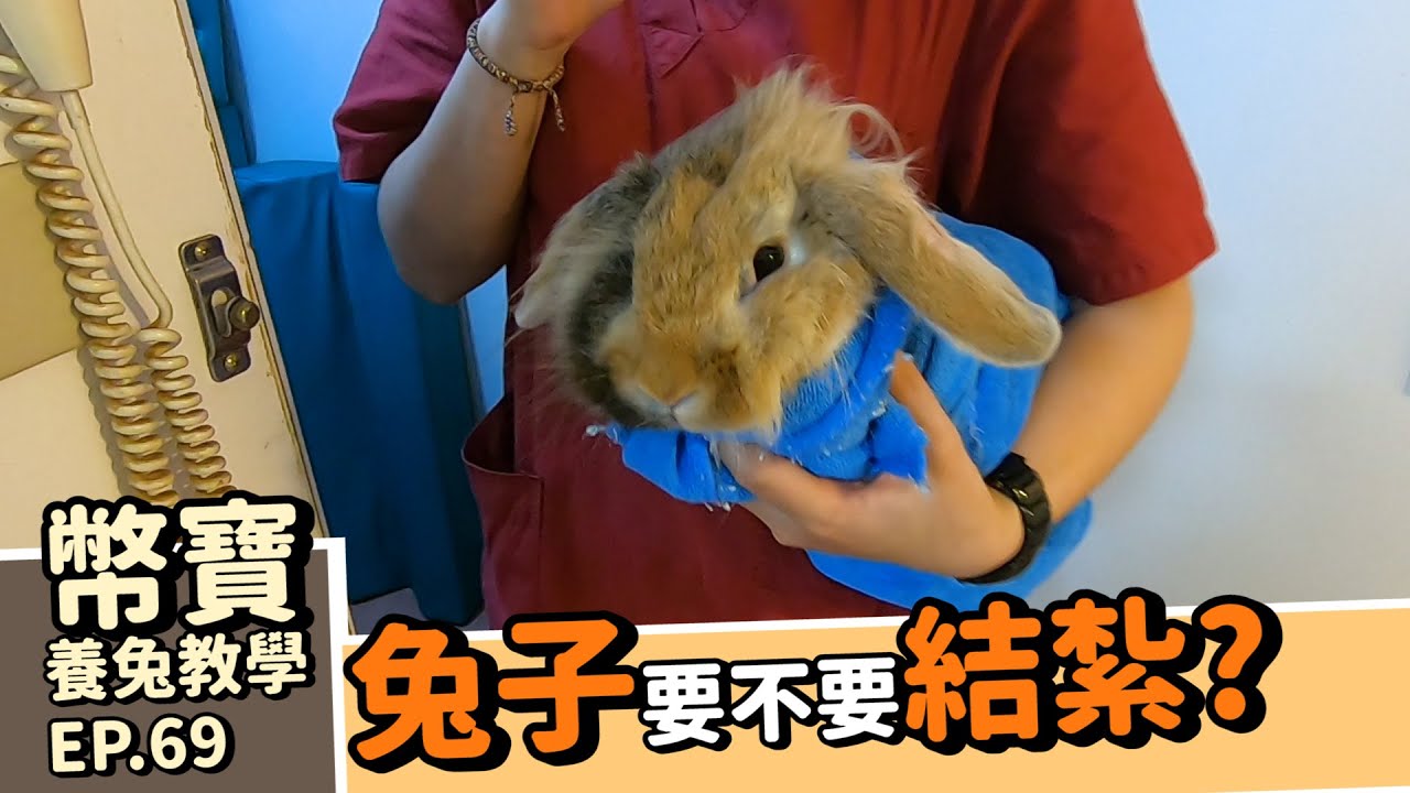 兔兔發情? 兔兔要不要結紮? 結紮小知識&術後照顧 ｜幣寶養兔教學系列 EP 69｜ChamKnows【冠軍知道】