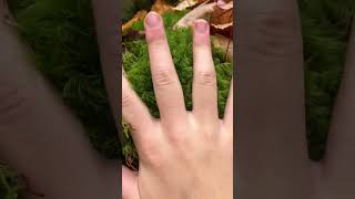 Moss Asmr