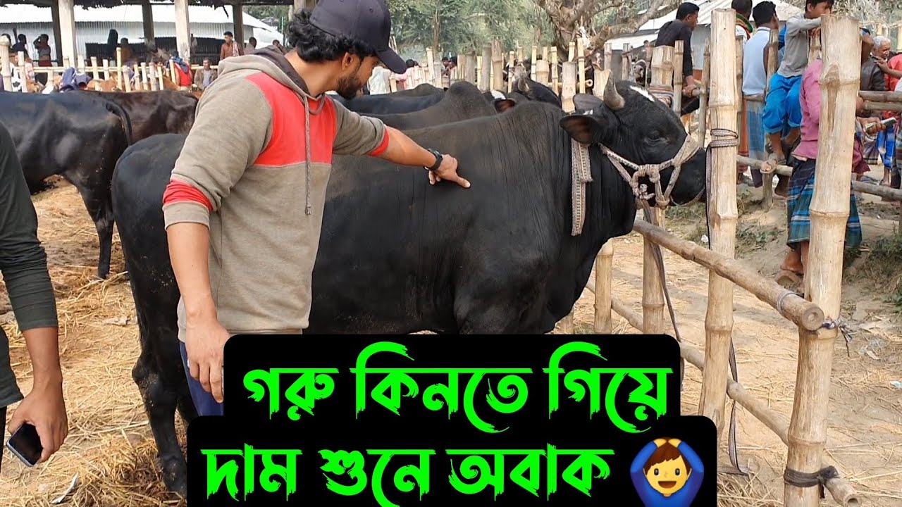 গরু কিনতে গিয়ে,,,,দাম শুনে আমরা অবাক 😳
