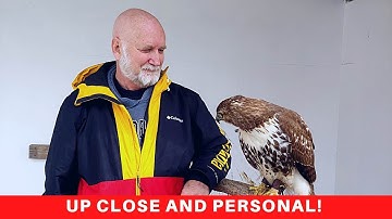 Everything you need to know about Red-tailed Hawks!  America