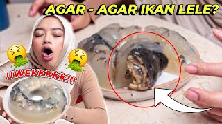 AGAR - AGAR IKAN LELE - GAK KUAT MAKANNYA KAYA MAKANAN KUCING !!