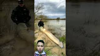 Got Super Jumbo Amazon Catfish