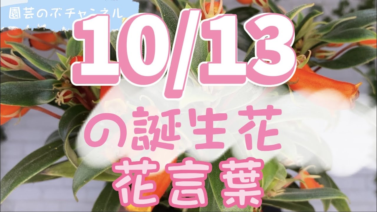 10/13の誕生花と花言葉【園芸のぶチャンネル】【10月】【13日