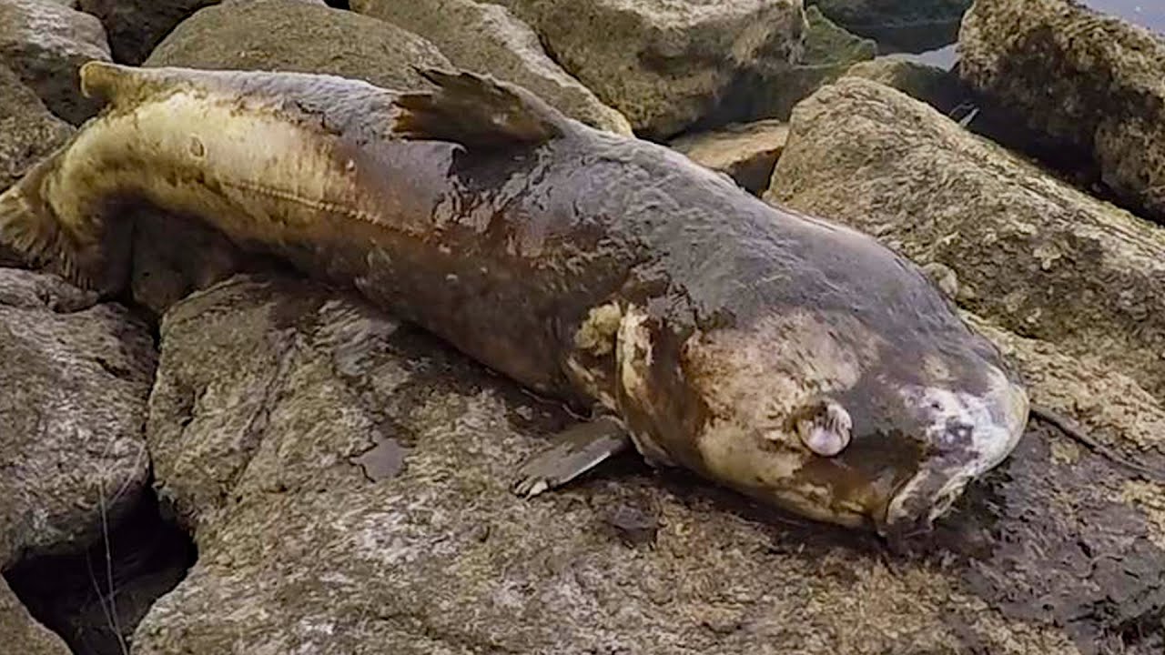 Zombie Catfish!! YouTube