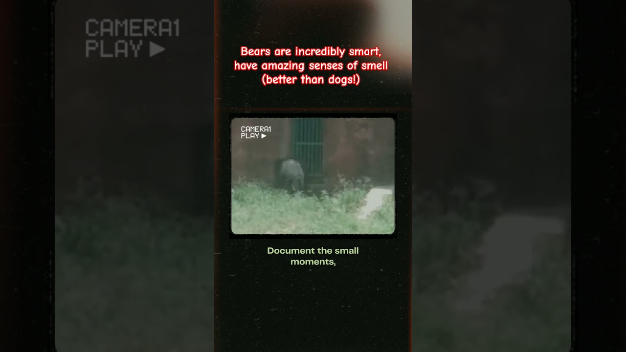 The Secret Life of Bears! 🐻👀 