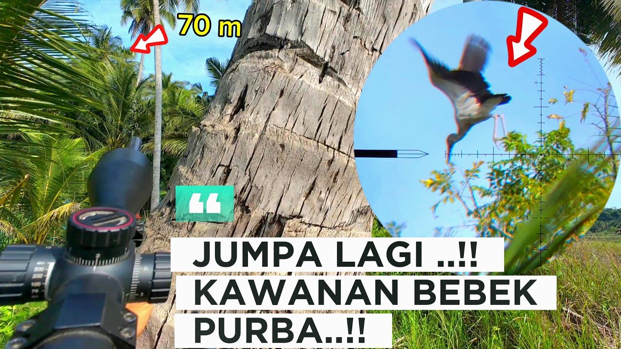 HUNTING‼️KEMANA PUN KITA HUNTING SELALU BERTEMU BEBEK INI